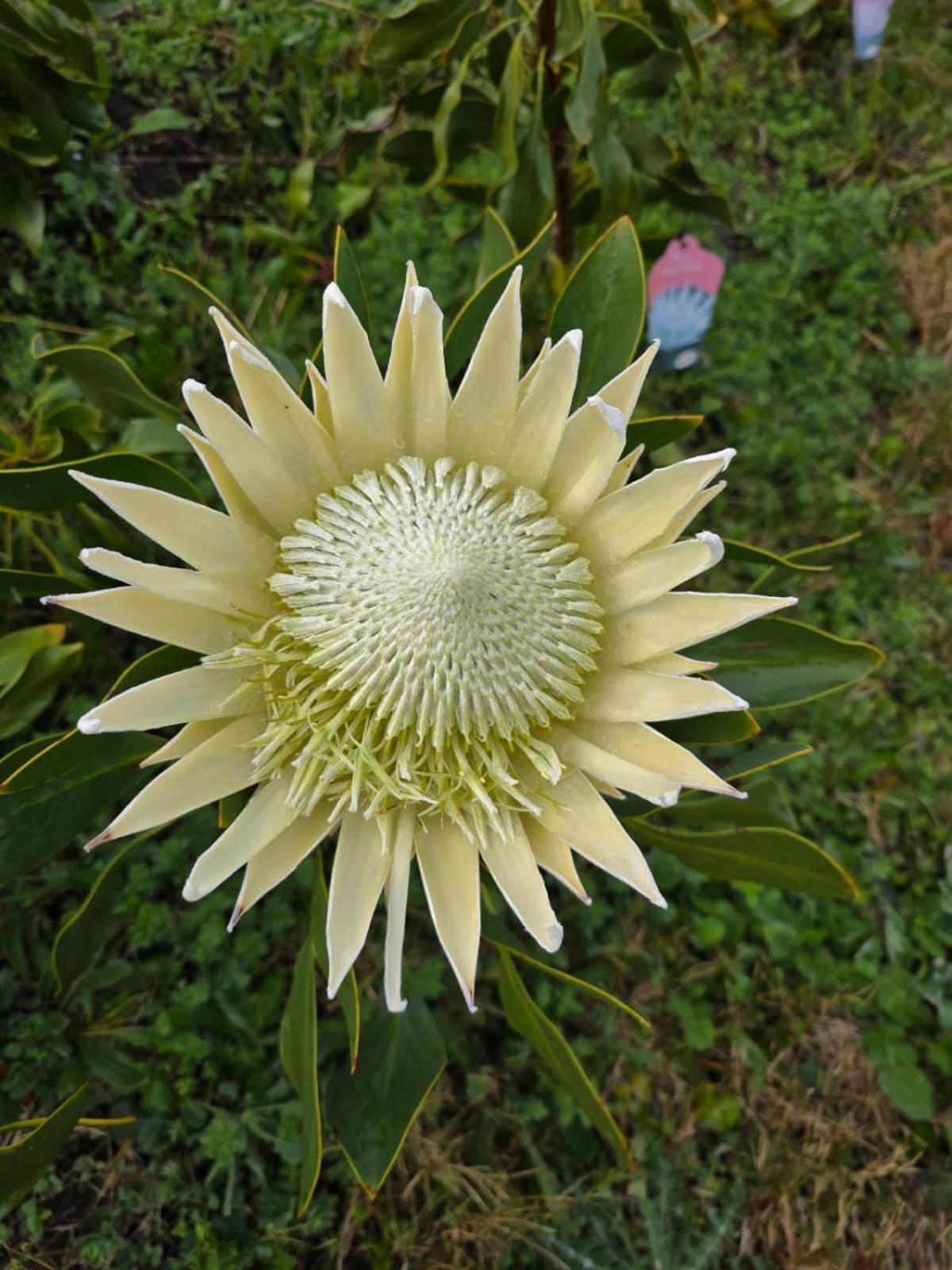 Shabby Fufu Lifestyle Farm Villa Plettenbergbaai Buitenkant foto